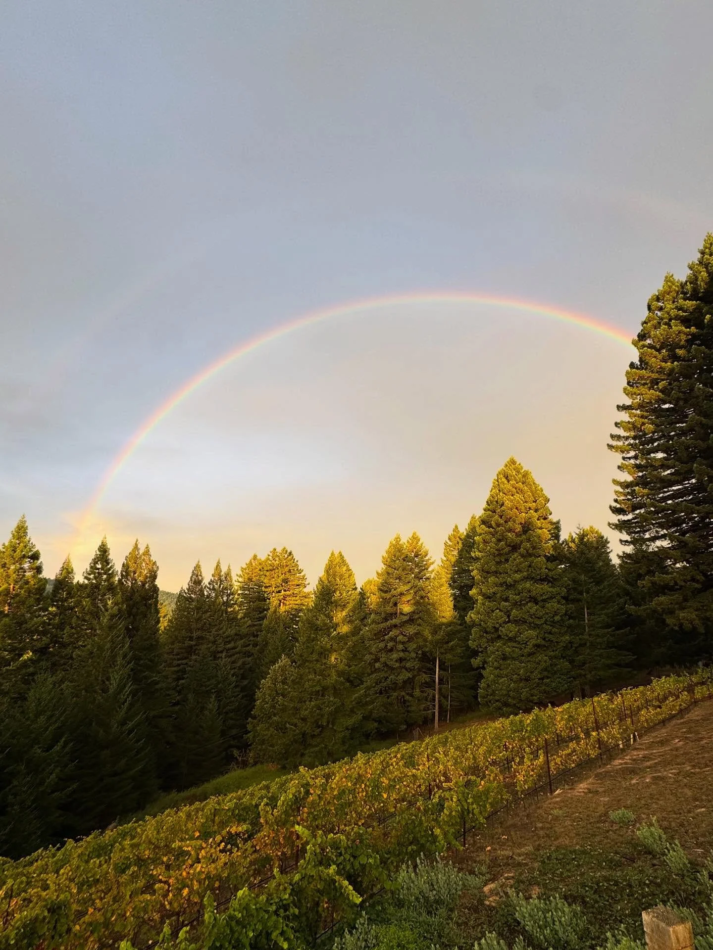 Beautiful rainbow 🌈 over Wentworth Vineyard this morning just as the rains were starting. It feels great to have all of the year&rsquo;s grapes 🍇 at the winery sorted and/or pressed as we head into an especially rainy🌧️ week near the Mendocino Coa