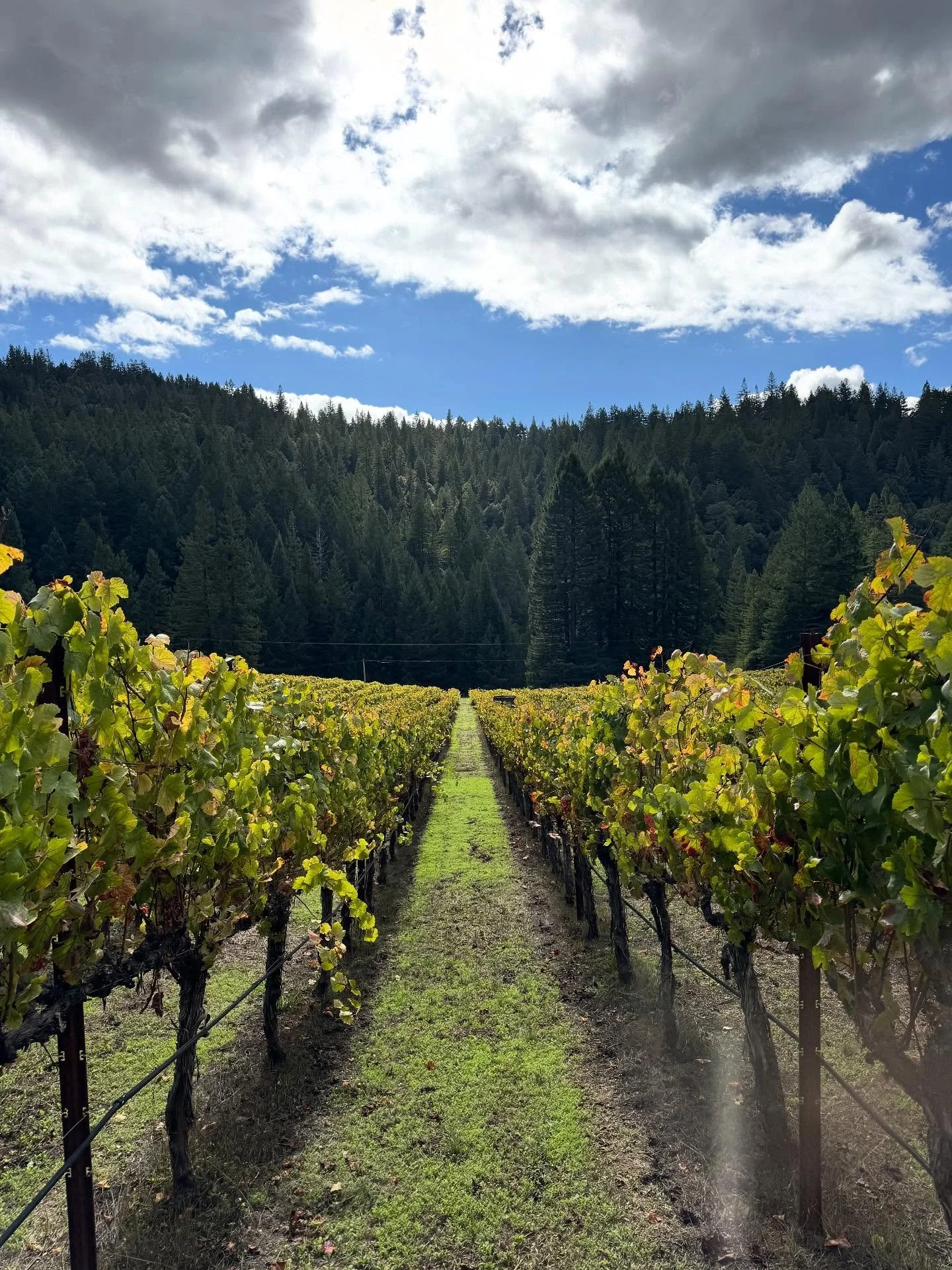 It&rsquo;s a beautiful peaceful time of year in the vineyards. Still, you never know who you might encounter walking around🦉