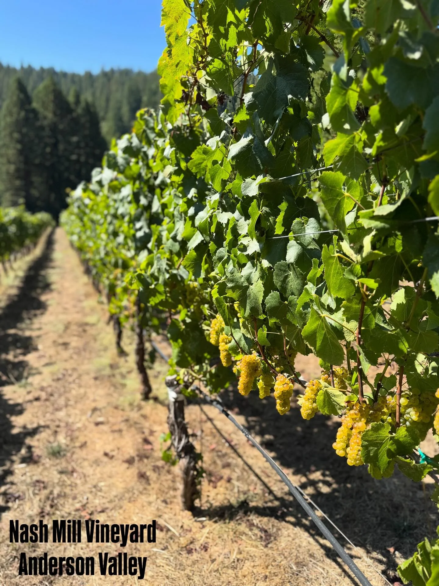 The Chardonnay, Blaufr&auml;nkisch, and Pinot Noir blocks at Nash Mill Vineyard are tasting great! In a few days, we will begin picking several clones of Pinot Noir (Dijon 115, 667, and 943) moving onto the first crop of Blaufr&auml;nkisch next week 