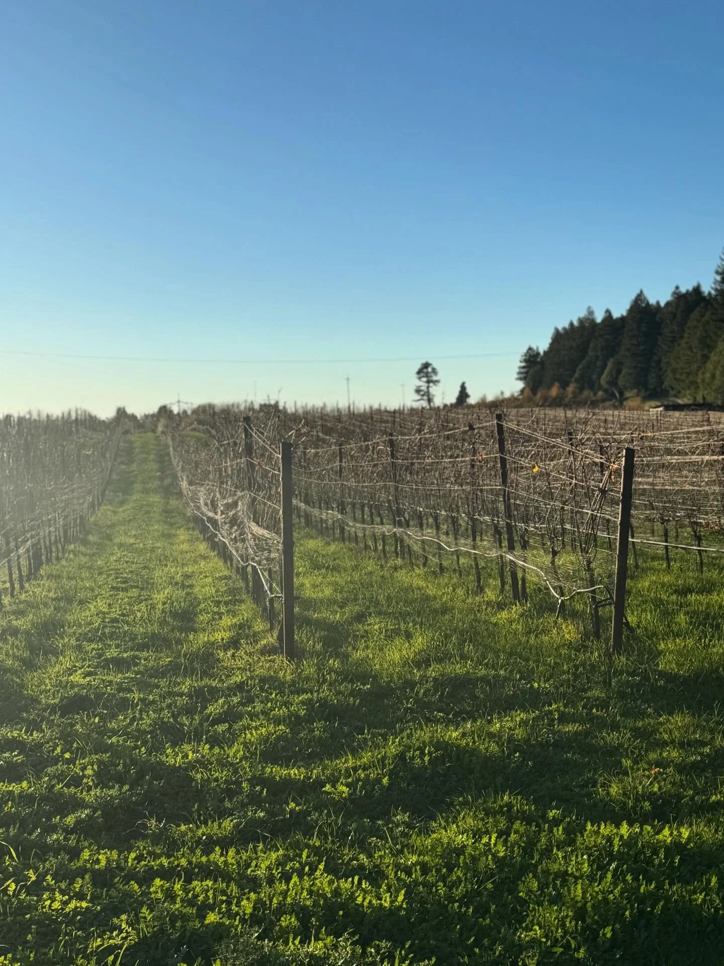 With the holidays approaching, we wanted to share that our Anderson Valley Tasting Room will be closed temporarily from Monday December 22nd through January 5th, 2026 as our small team spends time with our families. Thereafter, normal operating hours