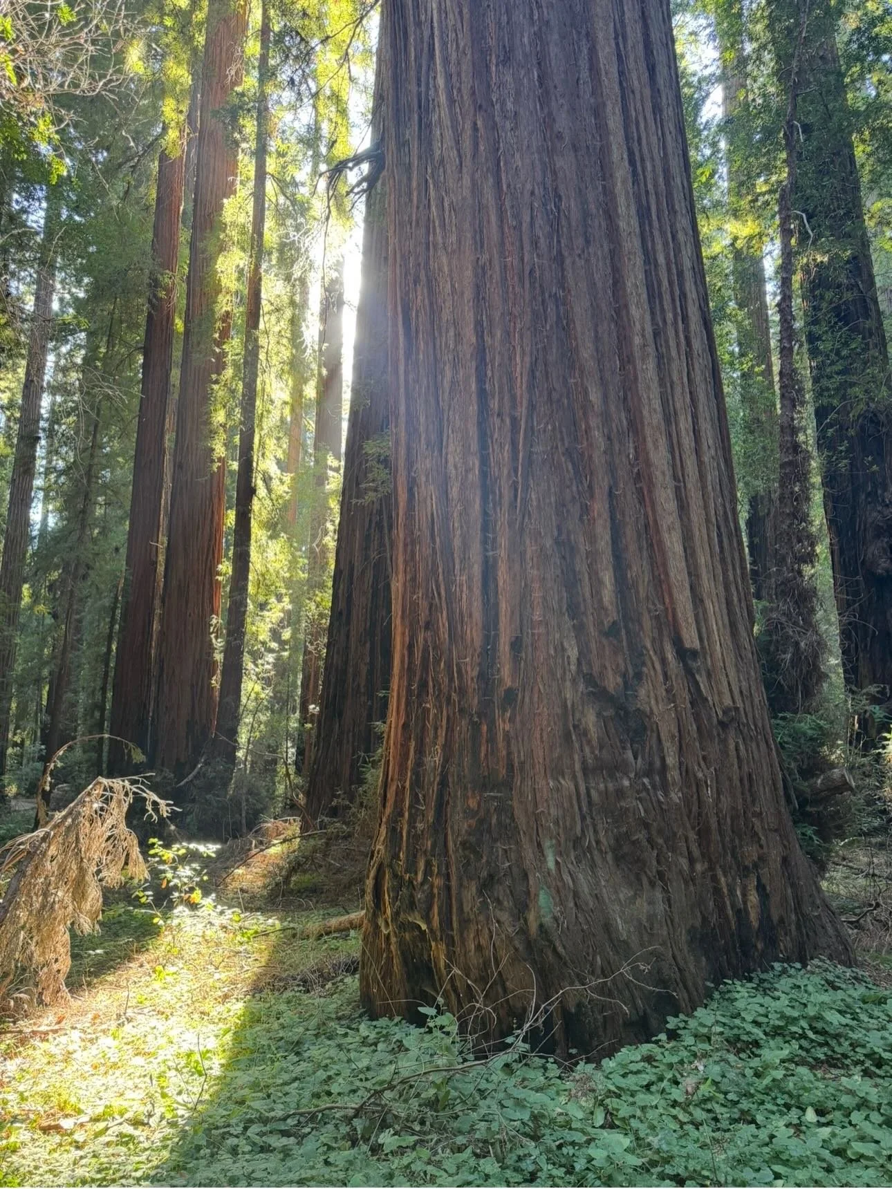 Happy Earth Day y&rsquo;all! 🌎 we&rsquo;re deeply grateful for our little home in this enormous galaxy 🌌 ! As conservationists and lovers of the outdoors, we derive a lot of pleasure from earth&rsquo;s awe-inspiring beauty and natural wonders like 