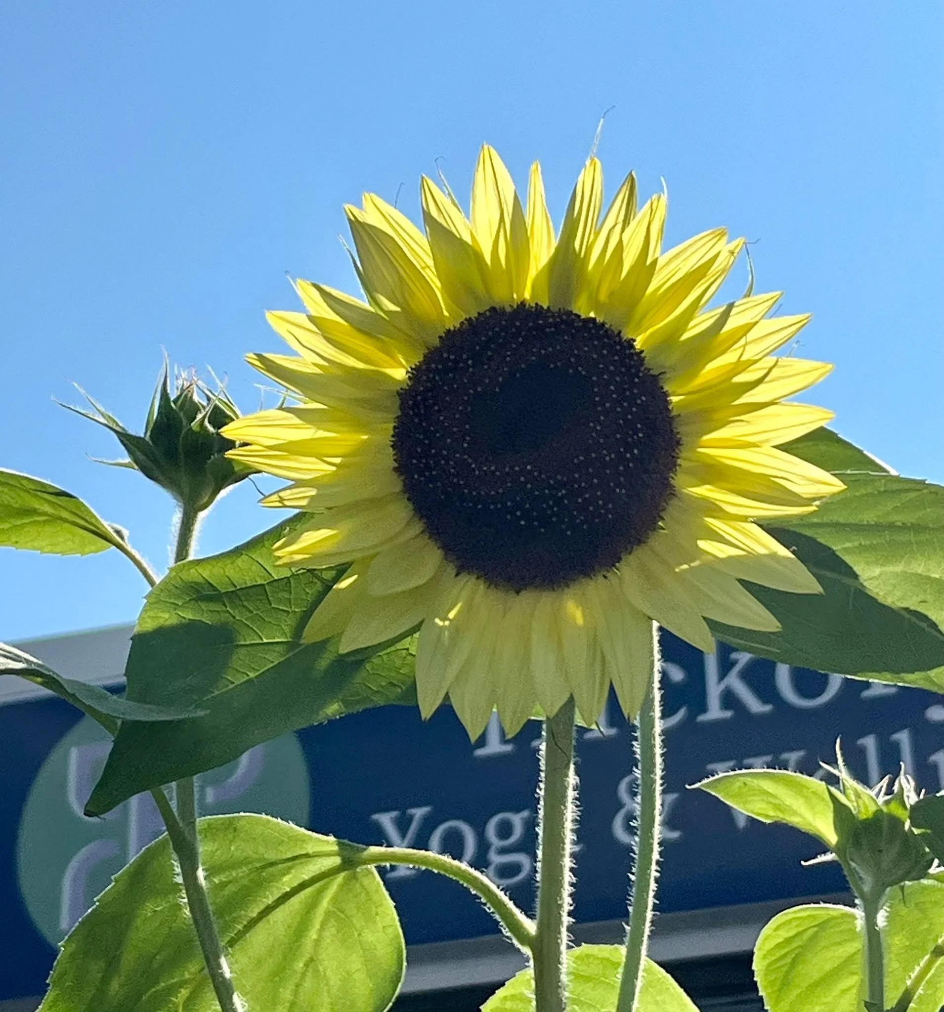 Sunflower outside Studio