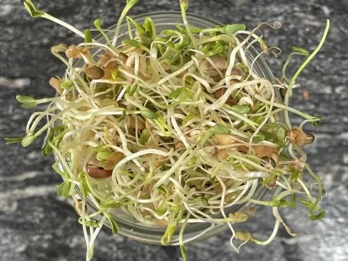 Sprouts vs Microgreens