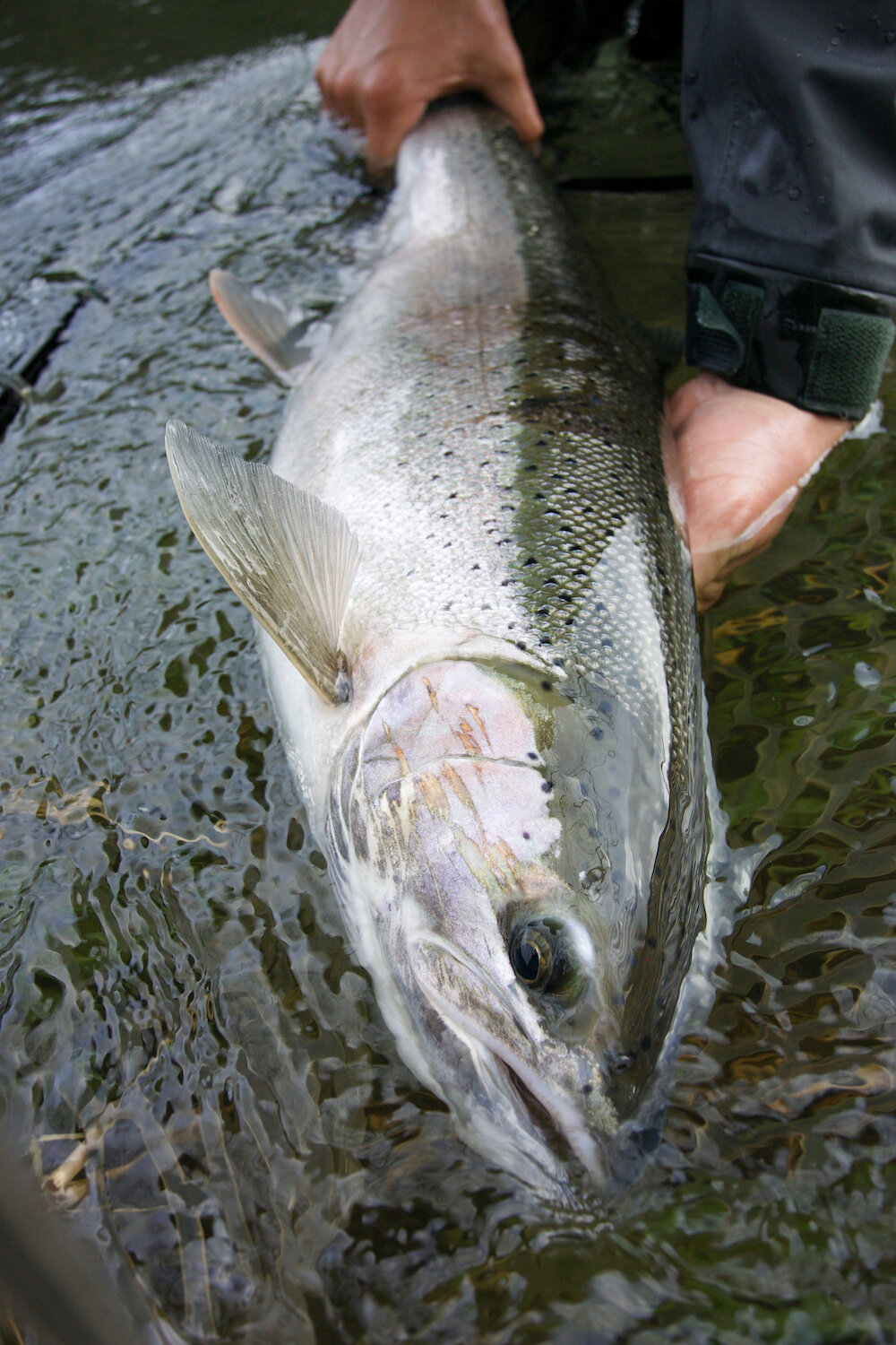 steelhead_unknown.jpg