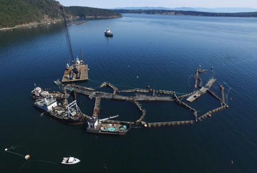 atlantic net pen monitor fish and wildlife Net Pens Info — Wild Steelhead Coalition
