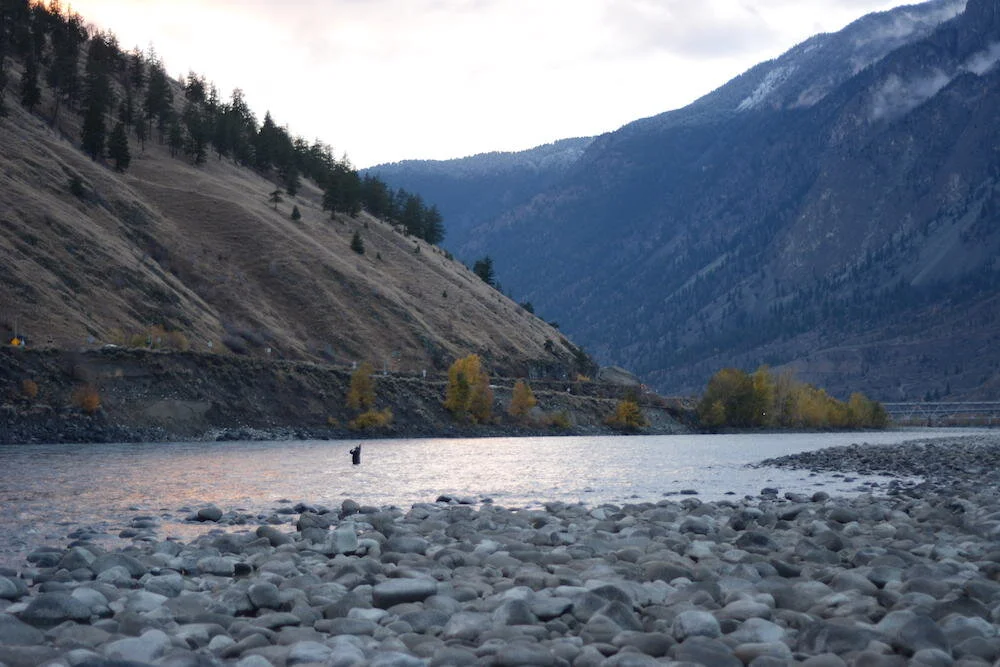 Save Endangered Thompson River Steelhead