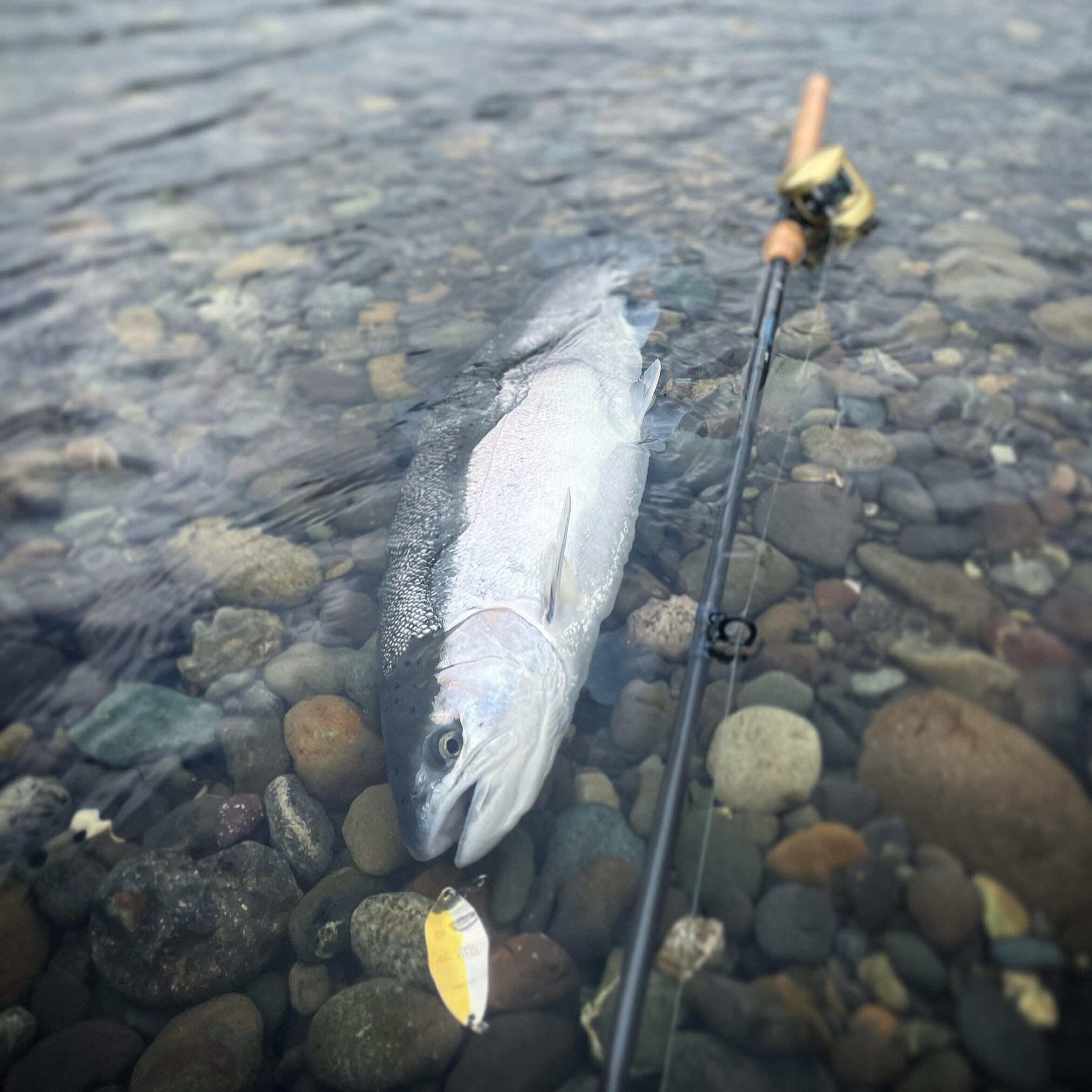 Closed Door Steelhead Meetings and More Gill Nets in the Columbia: The Washington  Fish and Wildlife Commission's Commercial Agenda — Wild Steelhead Coalition