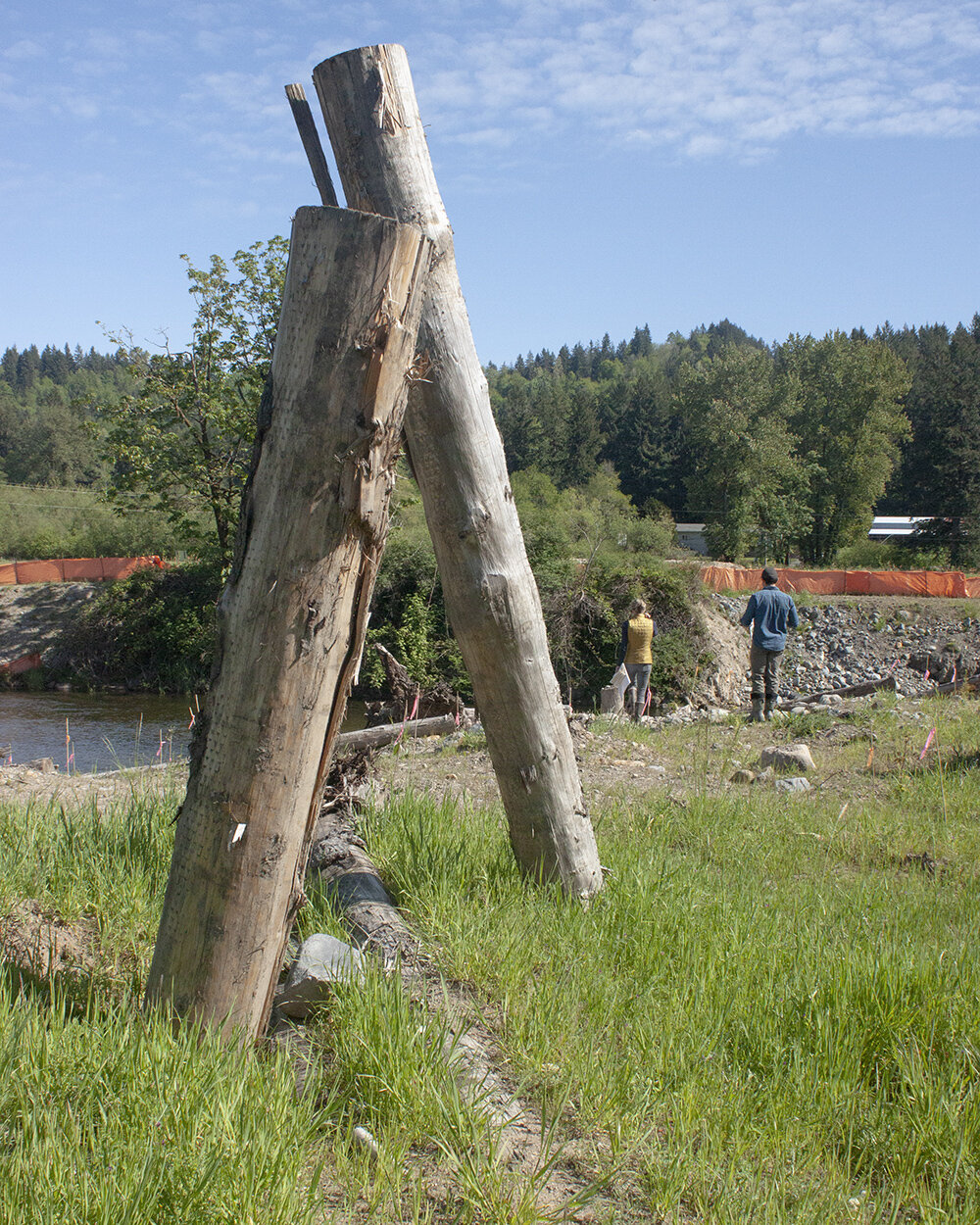 An engineered log structure stabilizing the floodplain like tree roots would have before the land was cleared.
