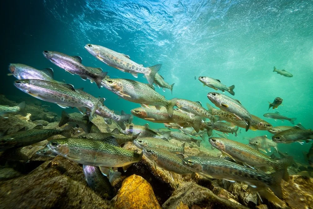 Update On Our Petition To Protect Resident Rainbow Trout