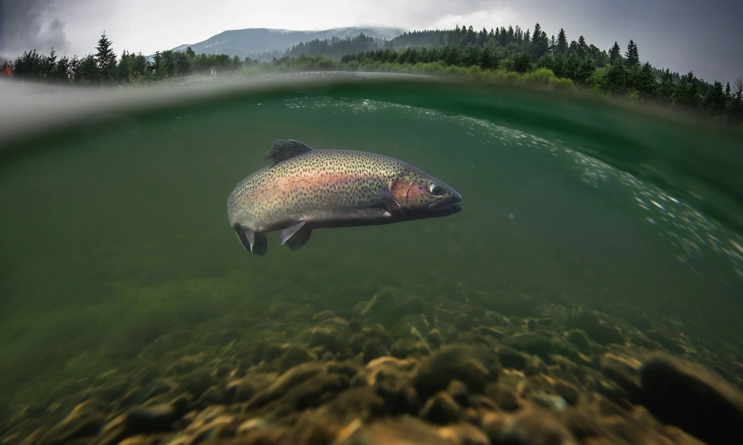 Our View: Wild Trout Policy Moving Forward