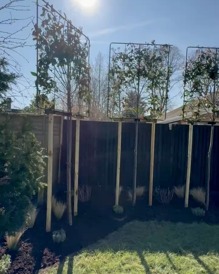 After a busy few weeks of hard work, this fabulous garden is really coming together!! The pleached trees and standard trees provide beautiful structure and year-round screening, with the added bonus that they are about to flower. Gorgeous underplant