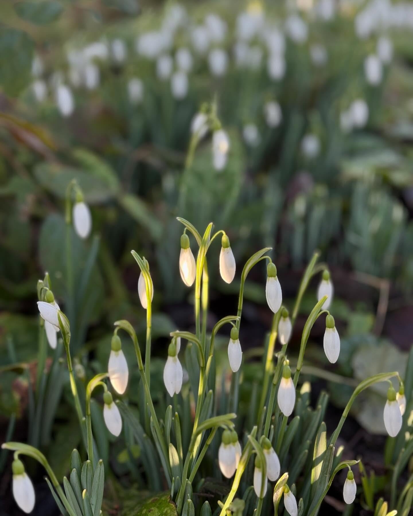 Blue skies and winter flowers, what’s not to love about being out in the garden today!
#aconites #snowdrops #hellebore #hellebourus #wintersunshine #wintergardening #ladiesthatmulch