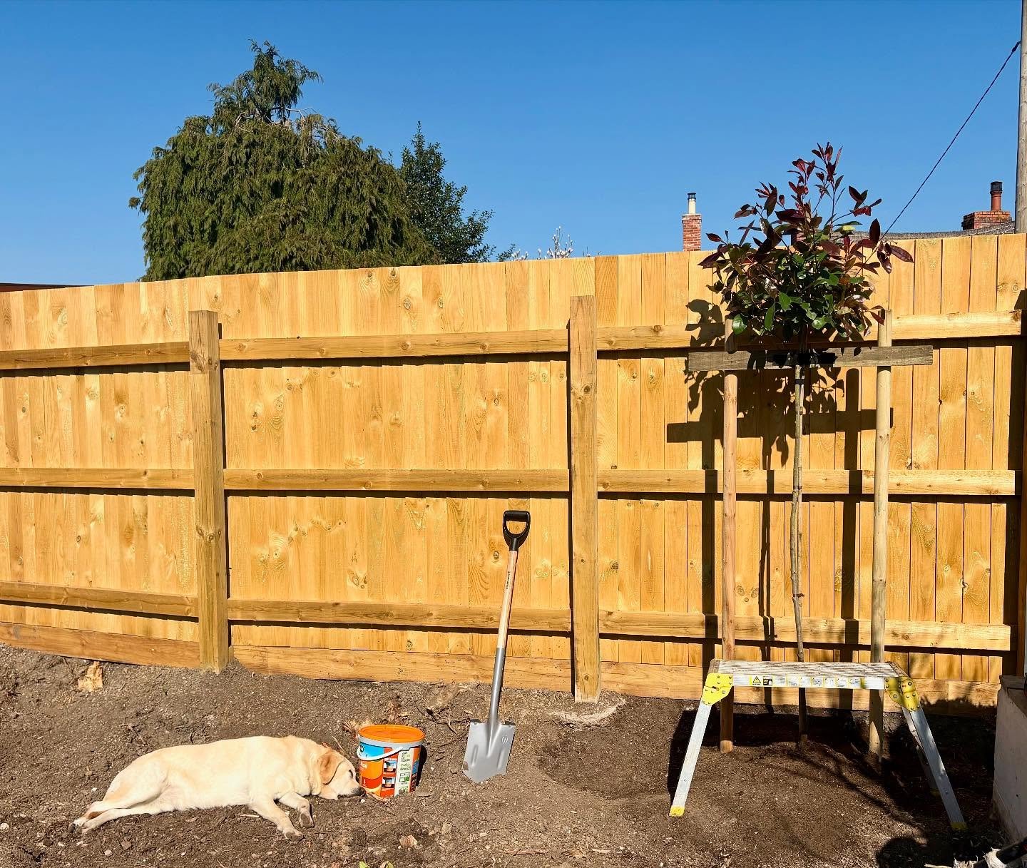 Another week, another lovely tree planting project! And we have company guarding the bone meal 😉 #ladiethatmulch #gardendesigner #plantinginthesun #gardenlife
