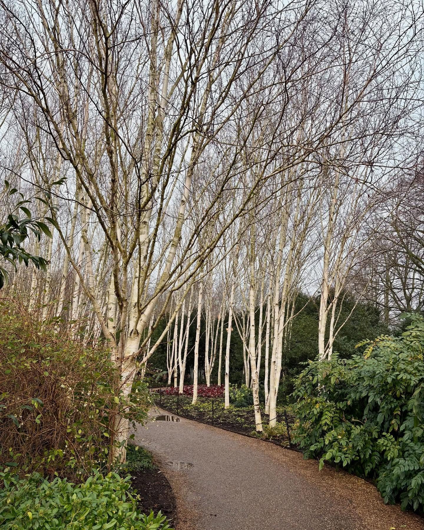 The Winter gardens at #nationaltrustangleseyabbey can brighten up even the greyest of days!
Always full of interest and inspiration.
#wintergarden #wintergardening #gardeninspiration #nationaltrustgardens #dogwood #hellebore