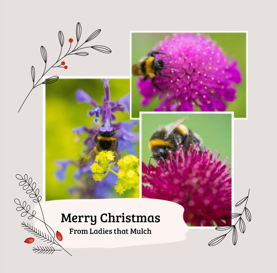 Wishing you all a very Merry Christmas and a happy and healthy 2025. Thanks to all our lovely customers and suppliers for an enjoyable and successful 2024. Roll on 2025!
#woodhamplant #fieldcompost #tsgsuffolk #icimages #harrodhorticultural #garden