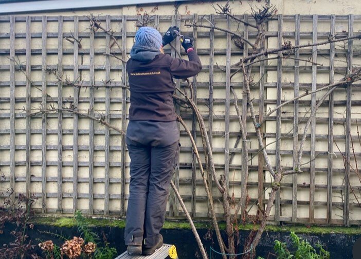 Now if the perfect time to prune your roses, especially climbers and ramblers. In winter it is easier to see what needs to be done as the rose is not in leaf and it will also help the plant to grow back vigorously in spring.
This is a great example