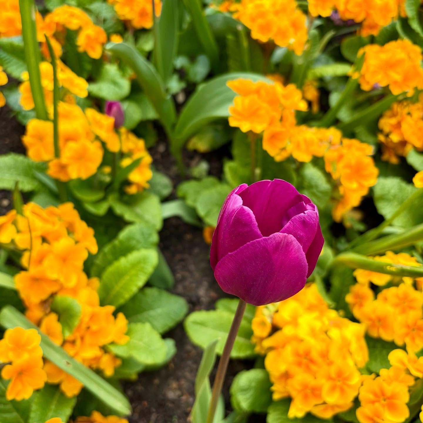 Happy Easter!
Taking a break from planting with a lovely visit to #clivedengardens this weekend. Some amazing colours and planting themes providing lots of inspiration for future designs.
#gardendesign #springgardening #nationaltrust #ladiesthatmulch