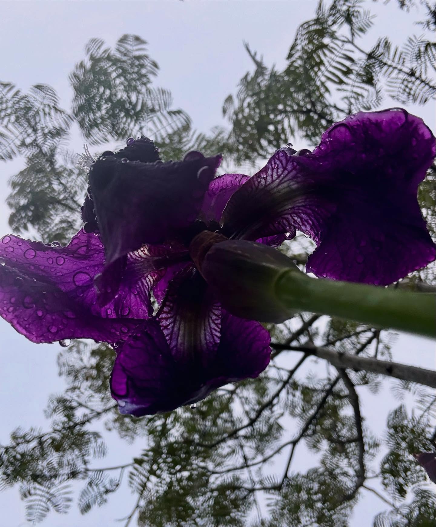A rainy start to the day made better by this pop of purple under the trees! #gardendesignuk #springvibes #irislove #gardensofinstagram #colourpop #britishgardens #ladiesthatmulch #irisesinbloom