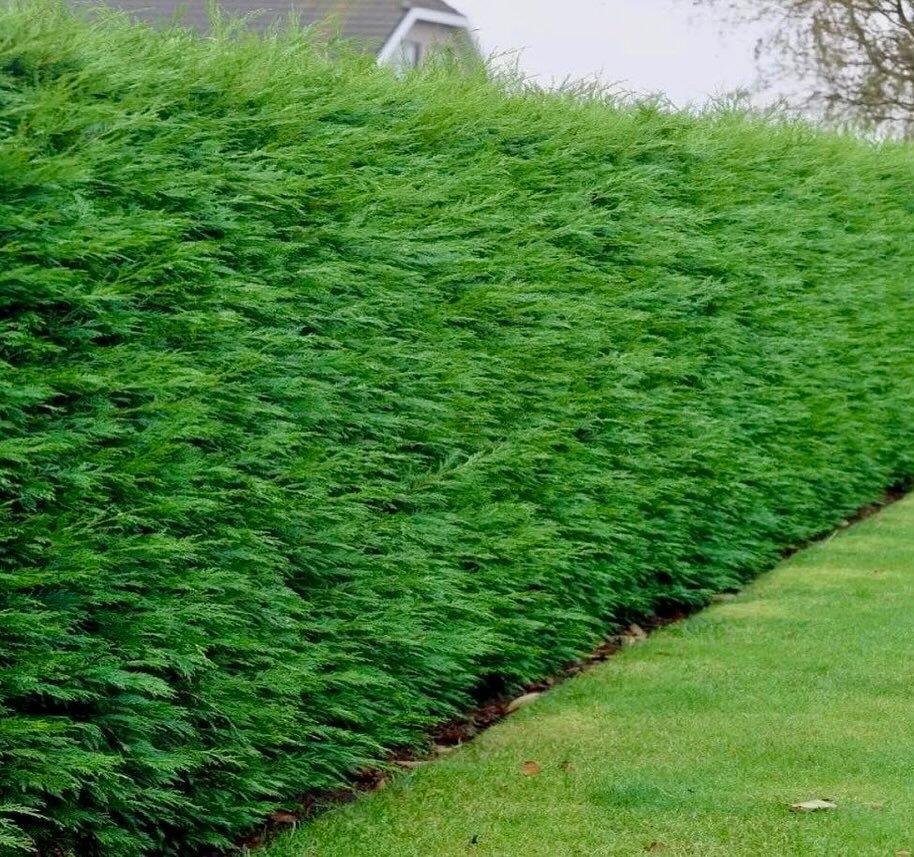 Garden transformation alert! We’ve swapped out a boring, space-hogging Leylandii hedge for a fresh, stylish look — featuring fabulous Red Robin (Photinia) standard trees, underplanted with beautiful Hydrangea ‘Silver Dollar’.
