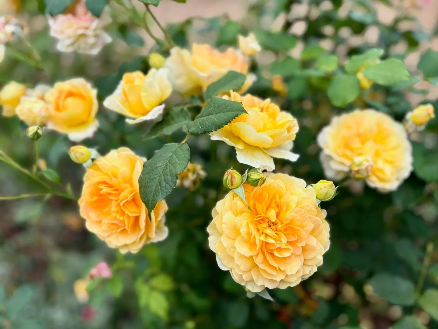 A blustery but joyful day in a client’s garden!
Every time we step into this space, something new catches our eye — a change in the light, a fresh bloom, a subtle shift in colour. Even the most familiar gardens are always evolving.
Pure