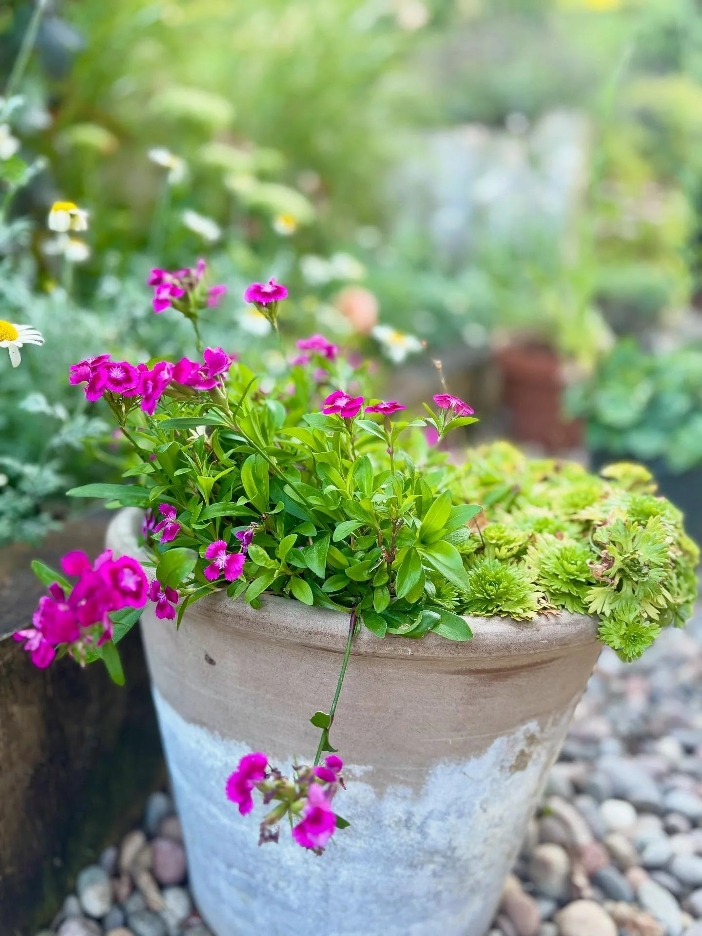 A touch of summer colour, quietly lifting the garden. #SeasonalStyle #ContainerGardens #LadiesThatMulch #EnglishGardenStyle #GardenDesign #GardenInspiration #OutdoorLiving #BritishGardens #GardenLovers #InBloom #CotswoldStyle #CountryGarden #plantst