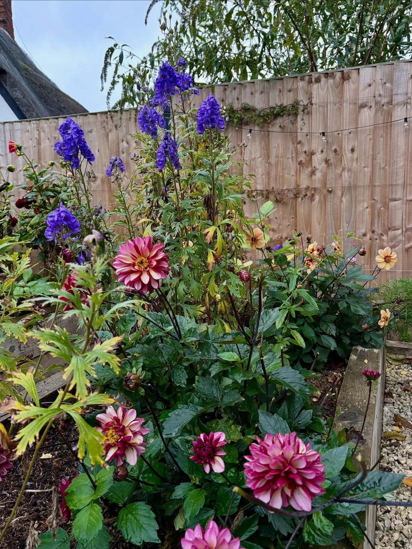 The cut flower raised beds are still showing off their colours &mdash; might not have kept up with cutting them this year, but they&rsquo;ve rewarded us with the most beautiful display.

Sometimes it&rsquo;s nice to let the garden do its own thing.

