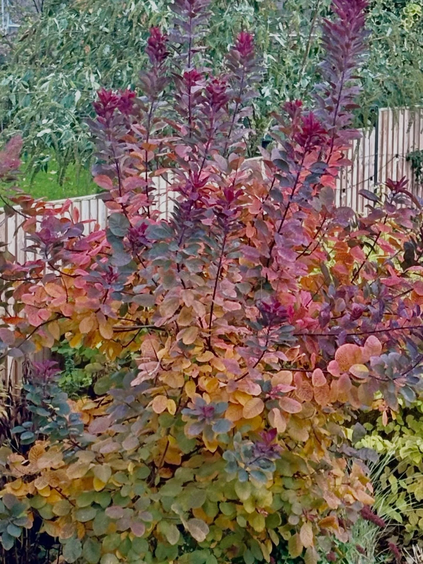 Cotinus &lsquo;Grace&rsquo; showing off her autumn colour.  The queen of seasonal colour!
#CotinusGrace #SmokeBush #AutumnGarden #GardenInspiration #FoliageFabulous #LadiesThatMulch #GardenDesign #PlantStyle #AutumnVibes