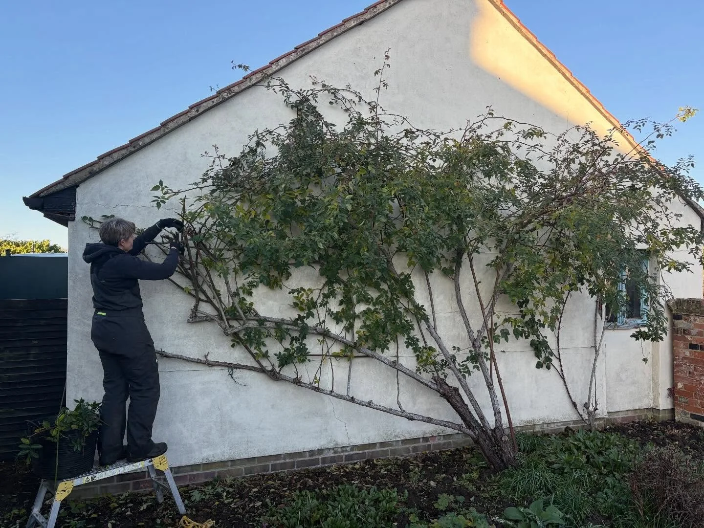 January jobs (for when the weather improves!) 

Now is an ideal time for pruning climbing roses as they are dormant.  Make sure you tie in long canes horizontally to encourage more flowering shoots. 

This roses had unfortunately got a little out of 