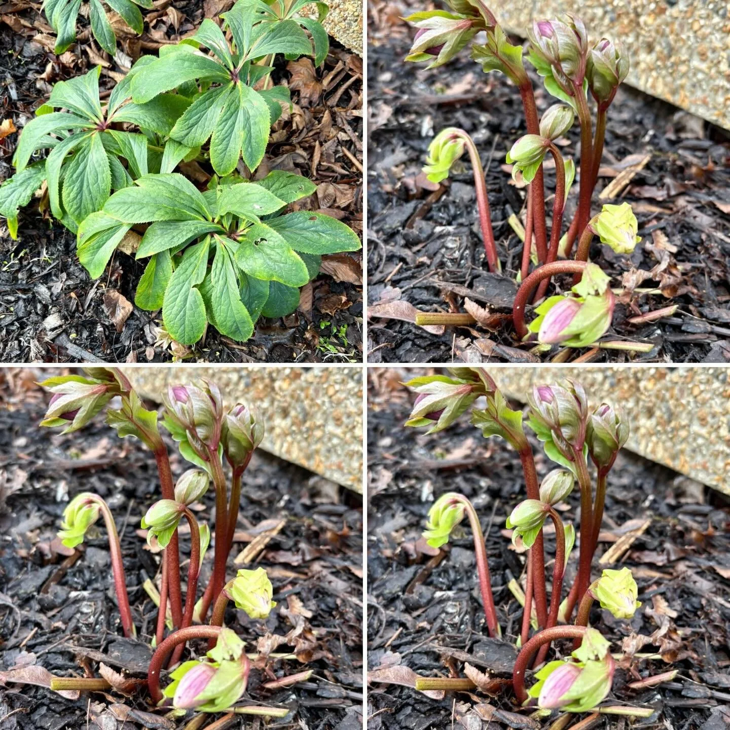 Now is a great time to trim back the leaves of your Helebores so their flowers can add some much needed colour to your borders. A great job for these sunny and mild winter days! 
#heleborus #wintergardencolour #winterinterestgarden
