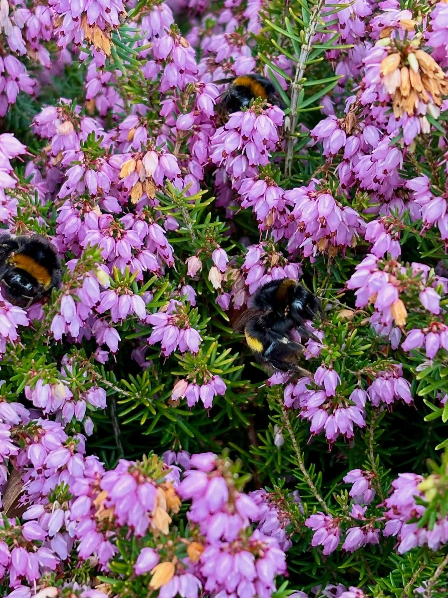 So nice to have some sunshine rather than rain! How many bees can you spot? 
#springhassprung #beesenjoyingthesun