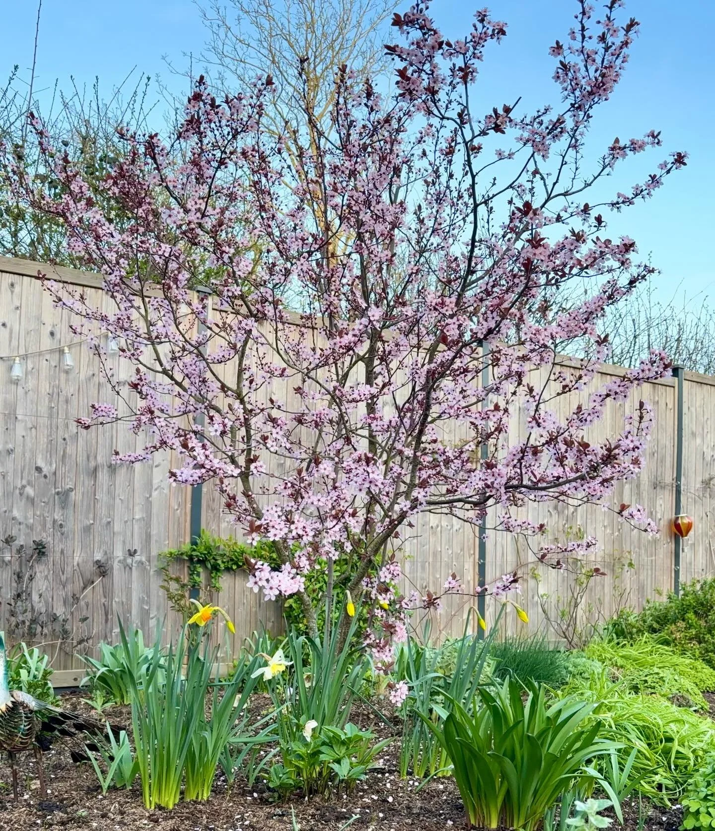 Do you have a favourite plant in your garden? This Prunus is possibly my favourite. It has amazing blossom in Feb/March followed by dark purple leaves that don&rsquo;t drop until November. Great structure all year round and the perfect size for a sma
