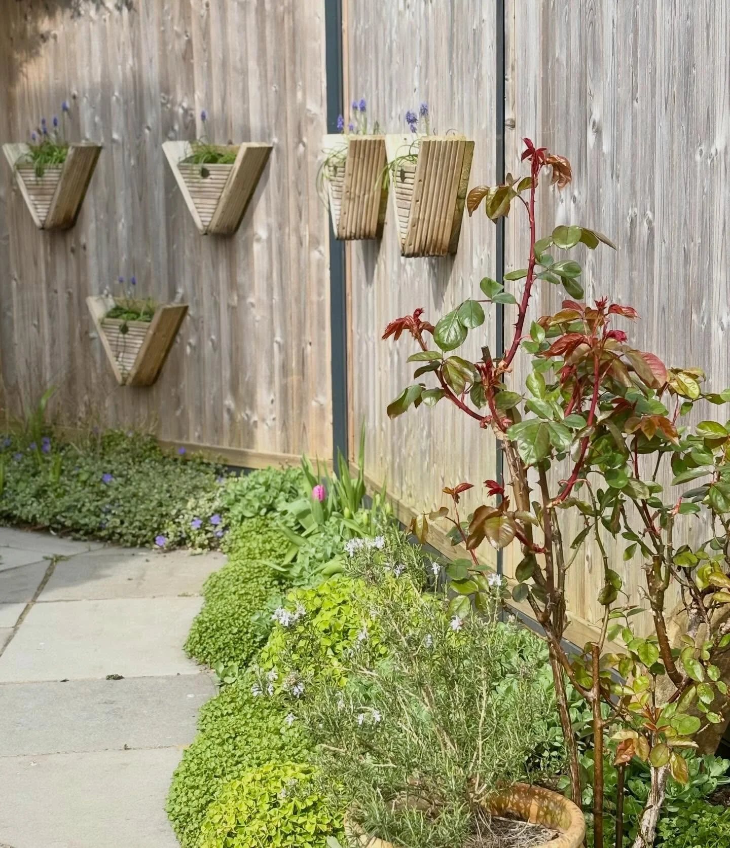 Little pops of colour at different heights to brighten a shady walkway!
#muscari #tullips #fenceplanters #springcolour #happyfriday