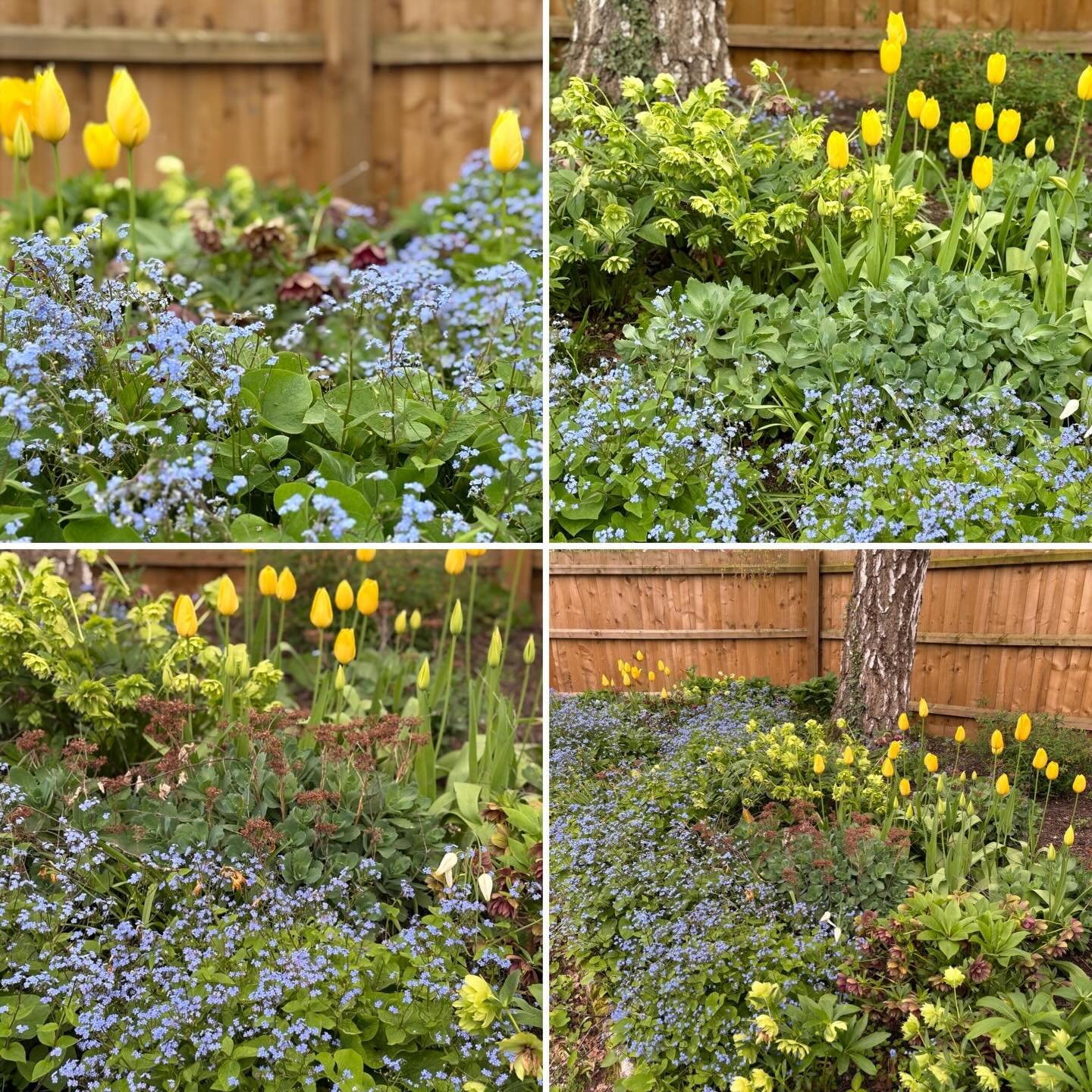 Working on a garden today that we planted a few years ago, delighted to see this border bursting with spring colour! 
#spring #springplanting #springplants #plantingplans #plantingplan