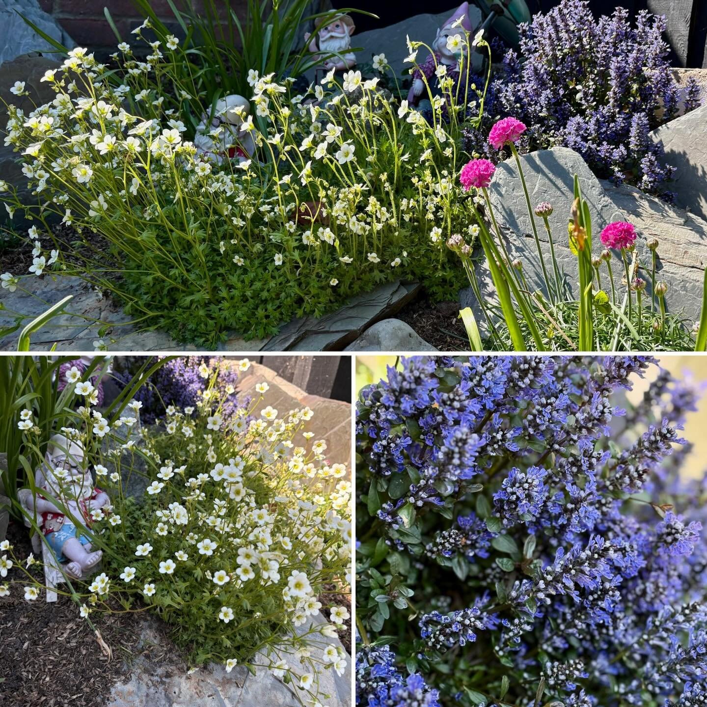 Hard to believe this was once just grass and overgrown roses&hellip;.
Two years on and it&rsquo;s now a rockery bursting with life, colour and texture (as well as the odd gnome!)
Proof that careful planing, planting and a little patience can transfor