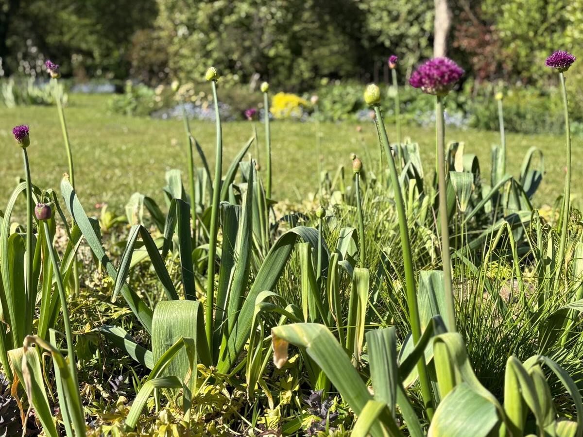 #springcolour #gardenlove #garden
