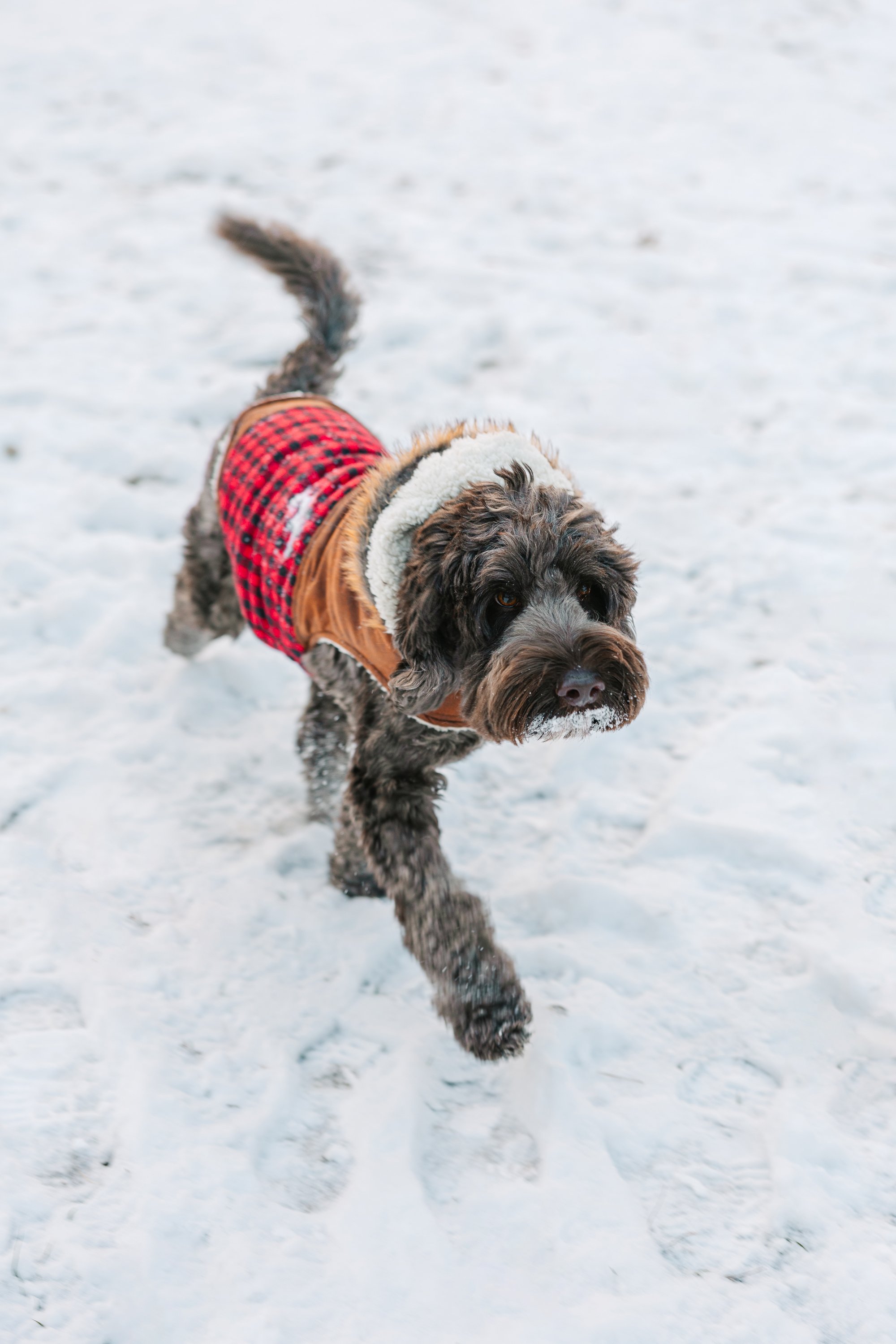 central-park-winter-snow-engagement-session-16.jpg