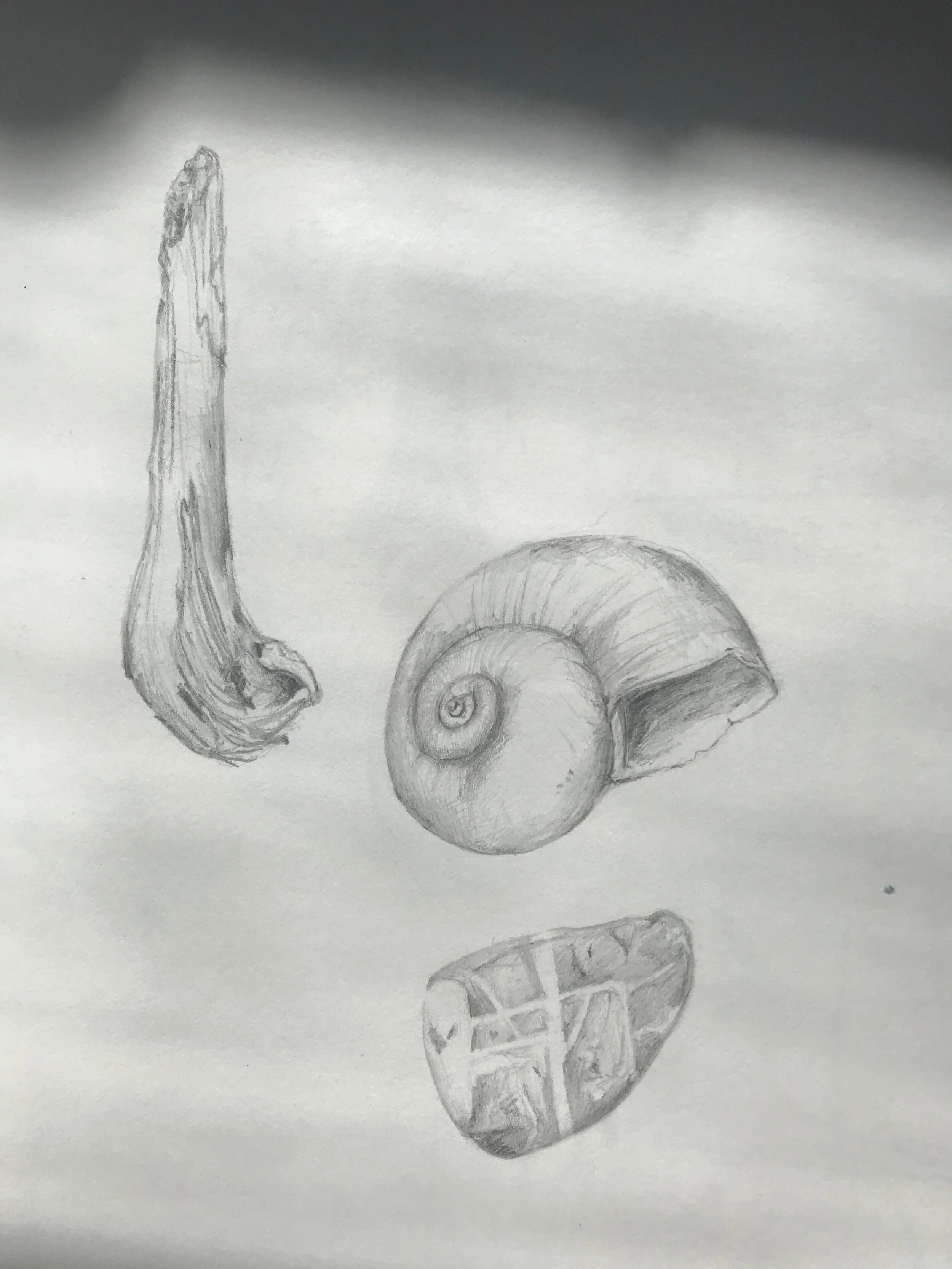 driftwood, shell, stone study.JPG