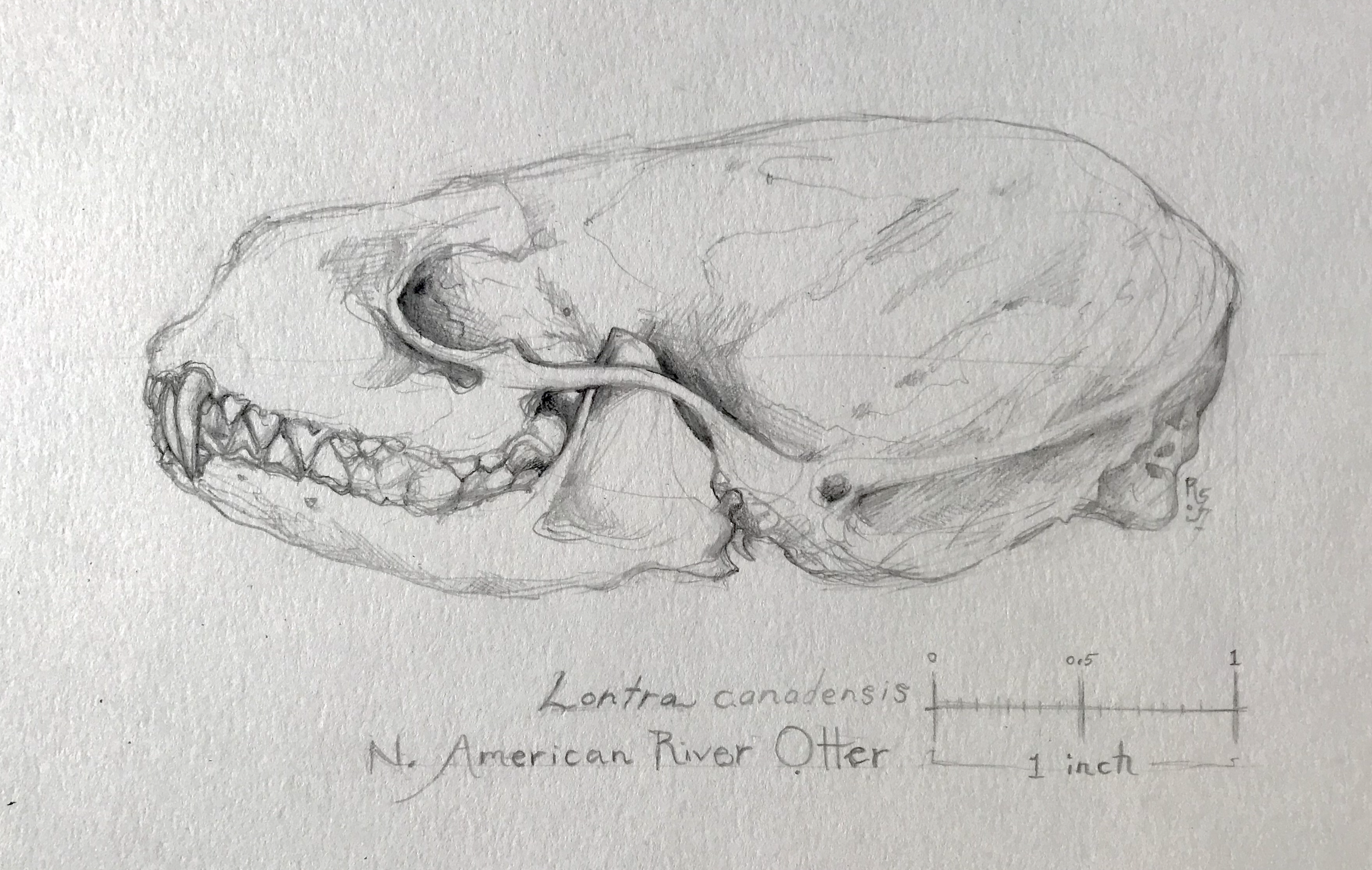 Screen Shot 2021-01-25 at 1.15.03 PM.png