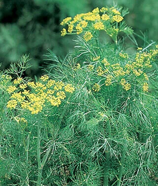 Fresh Dill. Limited, call to order