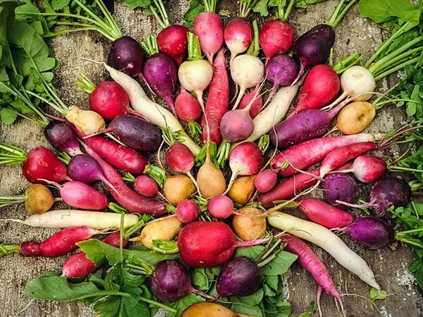Radish-Assorted-LSS-000_9534.jpg