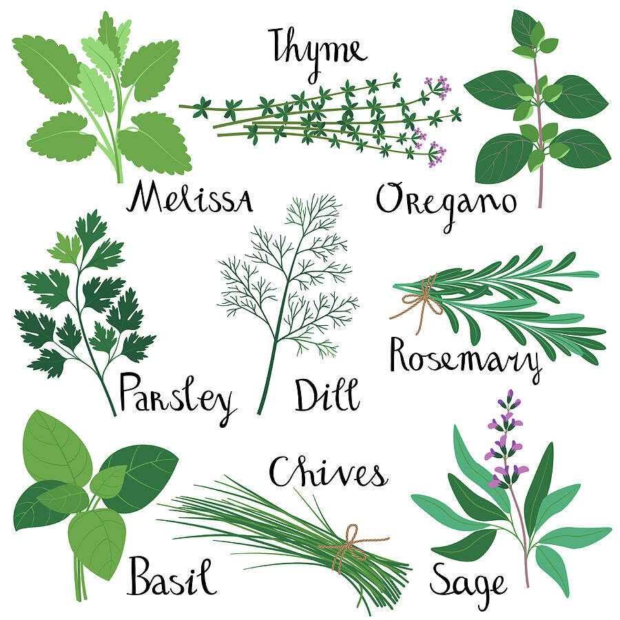 set-of-fresh-herbs-innabodrova.jpg