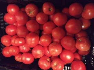 Tomatoes .