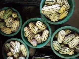 Delicata Squash