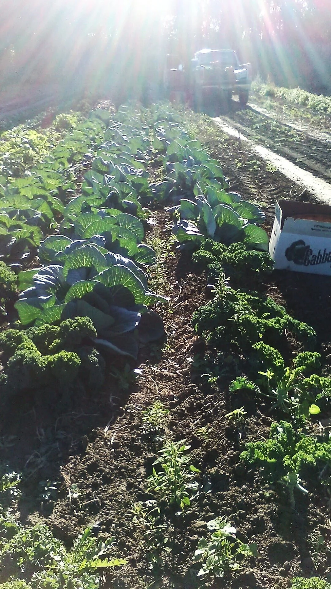 Retail, Bulk, and CSA Farm in Windsor, CT StefanFarms