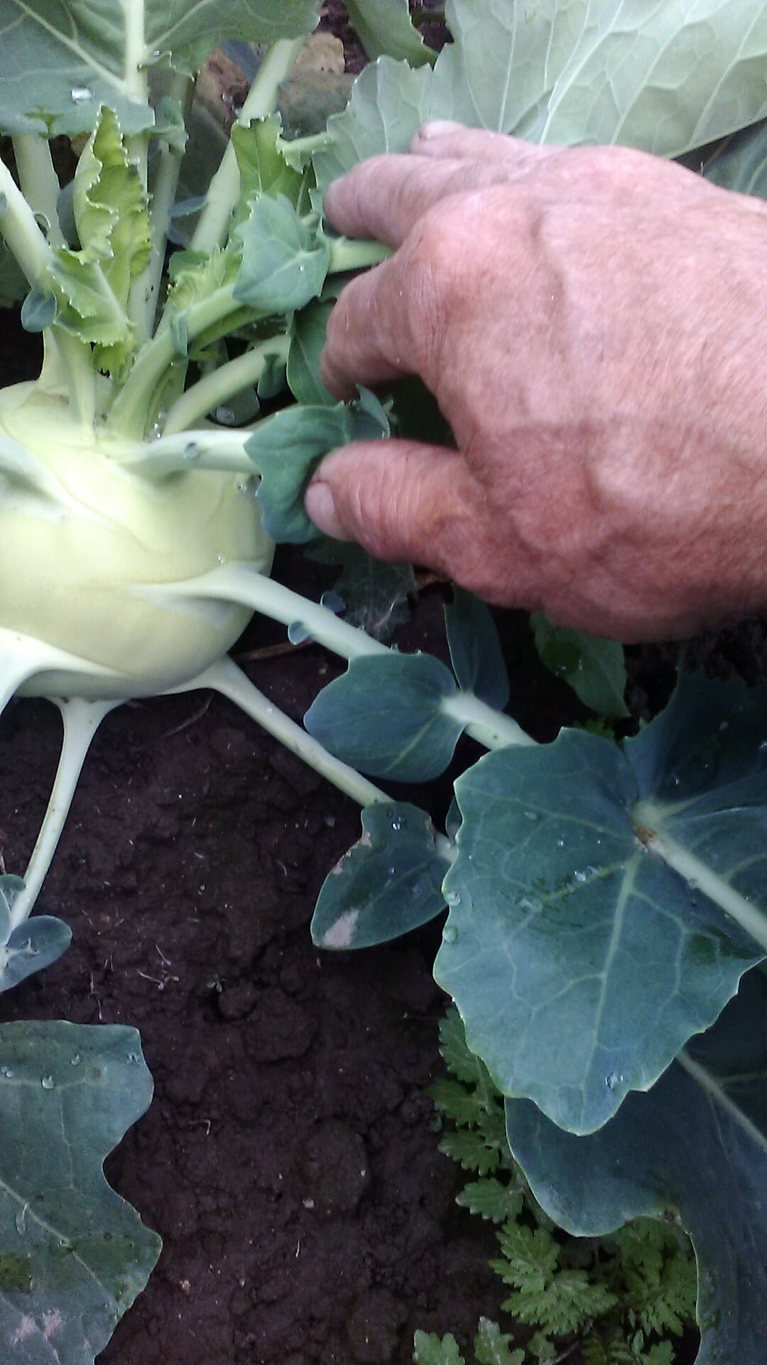Kohlrabi.jpg