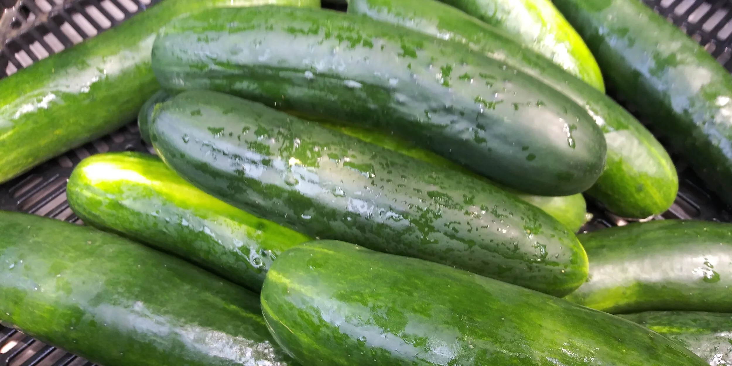 Cucumber