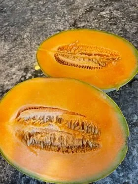 Cantaloupe