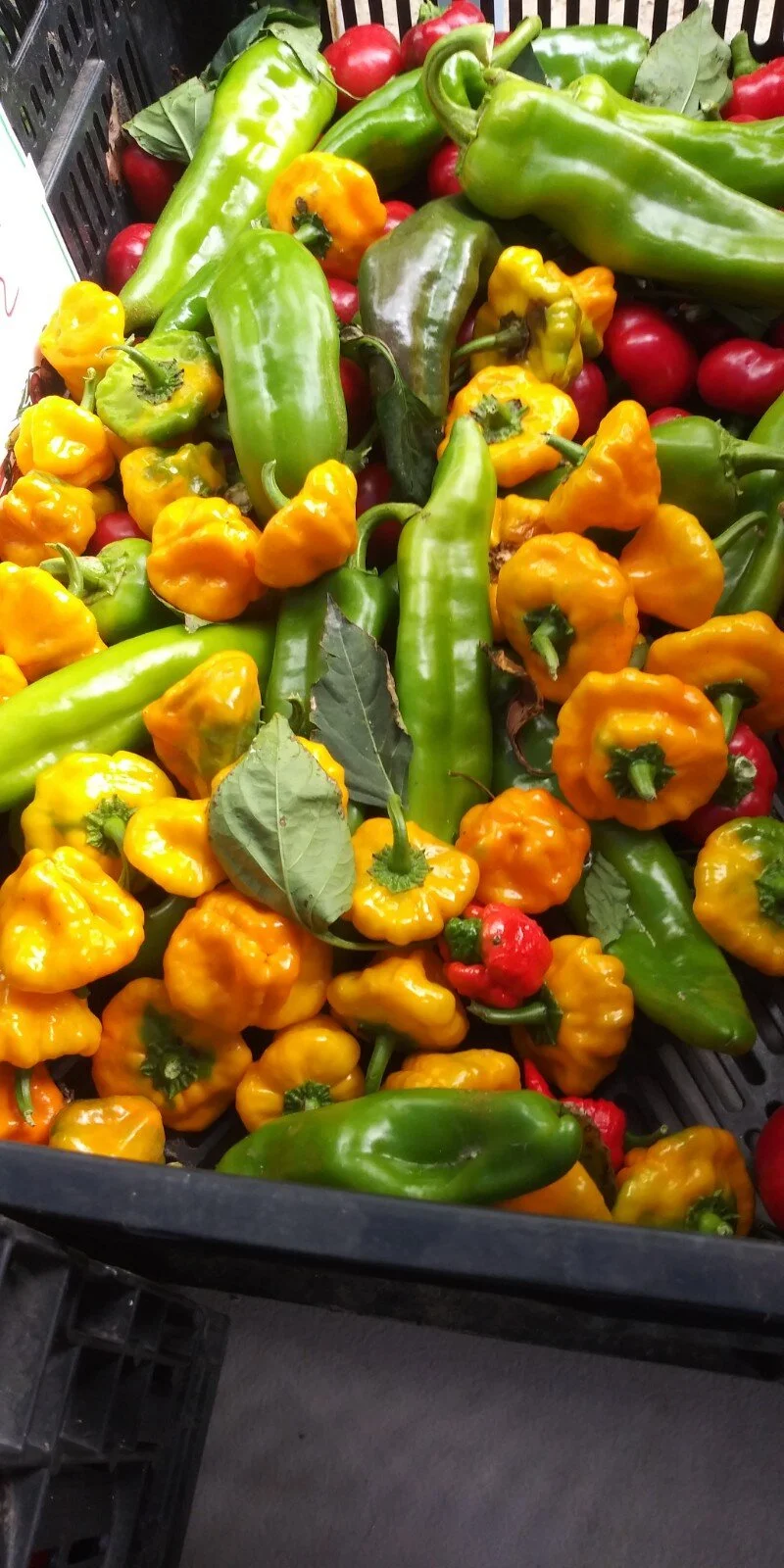 Scotch Bonnets