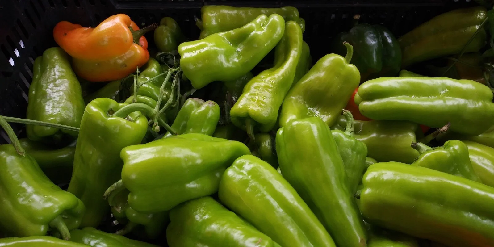 Cubanelle Peppers
