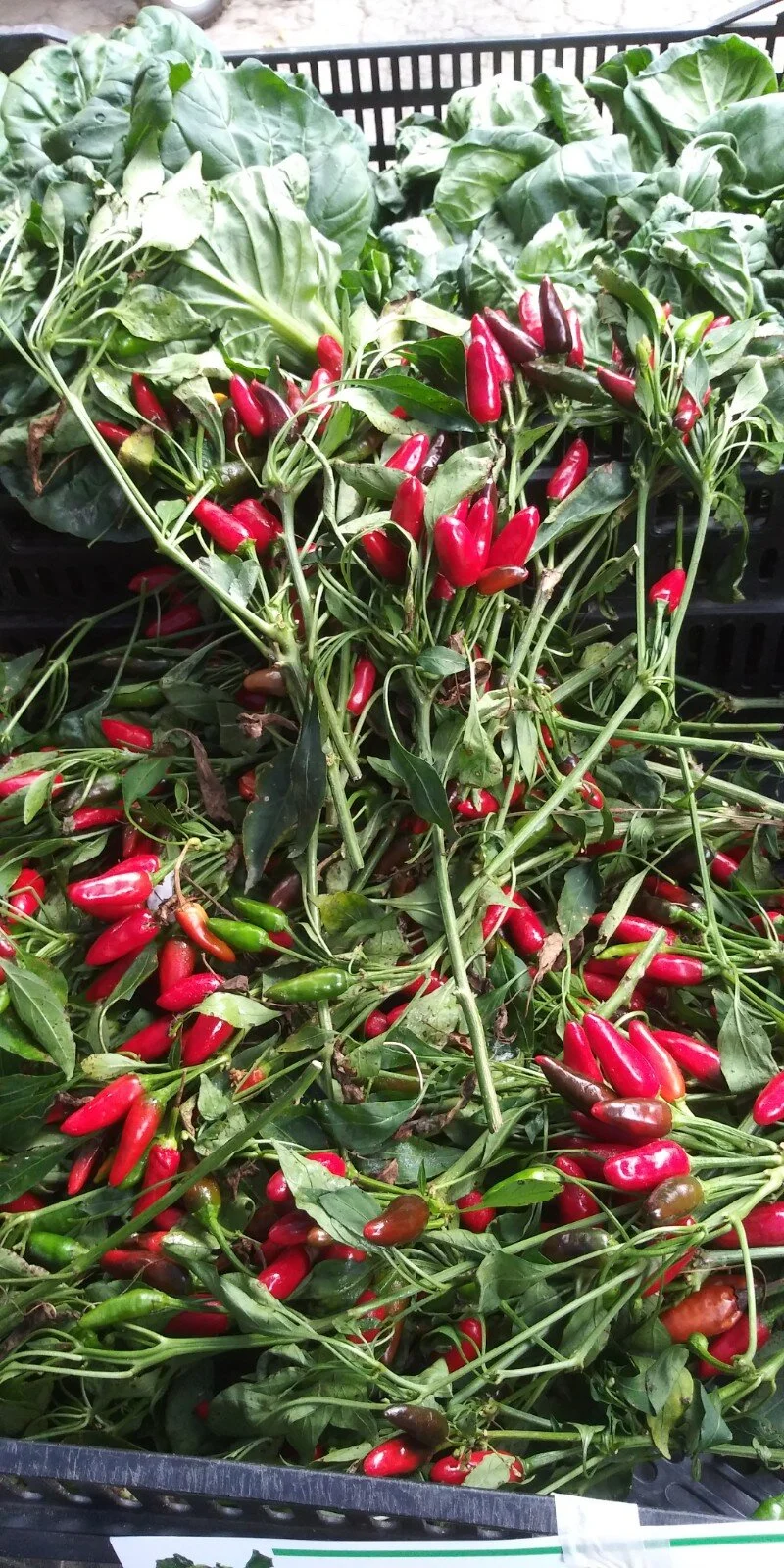 Purple Cayenne similar Thai Peppers on Branch